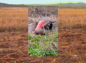 A imagem é composta por uma colagem de duas fotos. A que está no fundo apresenta um campo de vegetação rasteira. A que está no centro apresenta uma pessoa curvada sobre a terra.
